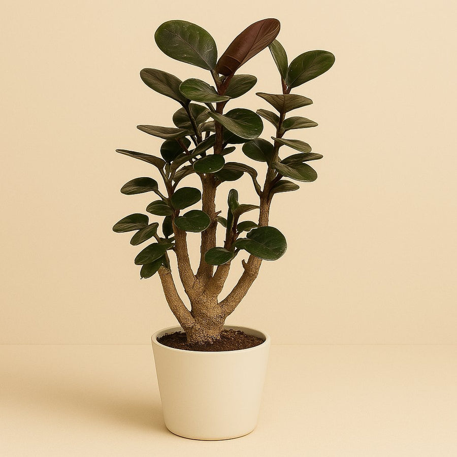 Polyscias Fabian - 65cm in einem modernen Studio mit modernem Topf