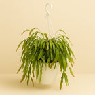 Rhipsalis Red Coral - 60cm in einem modernen Studio mit modernem Topf