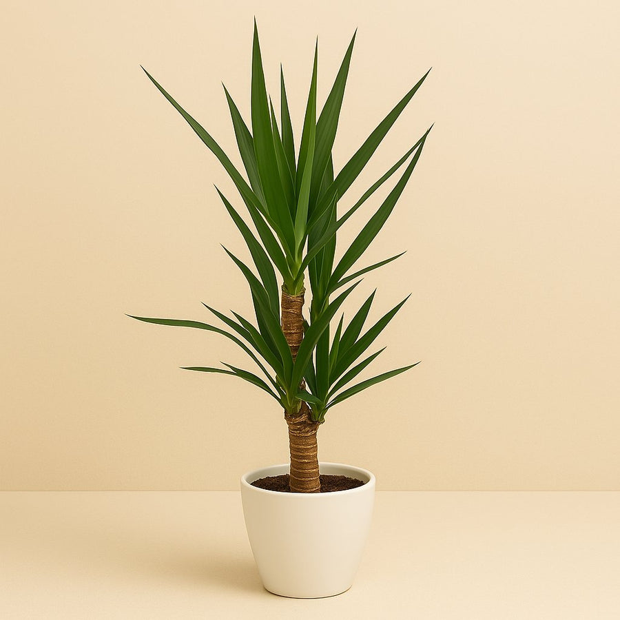 Yucca - 90cm in einem modernen Studio mit modernem Topf