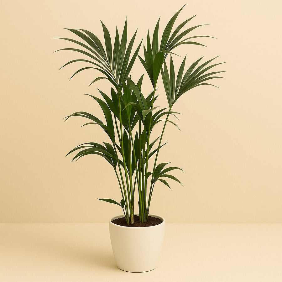 Howea Forsteriana - 50cm in einem modernen Studio mit modernem Topf