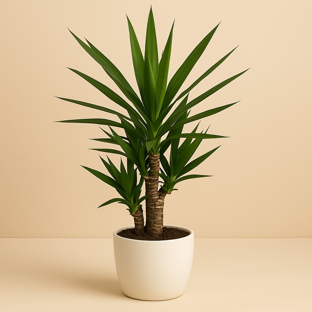 Yucca - 75cm in einem modernen Studio mit modernem Topf