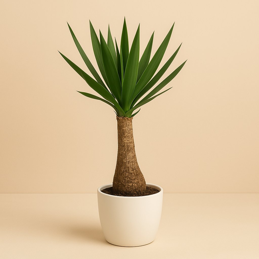 Yucca - 105cm in einem modernen Studio mit modernem Topf