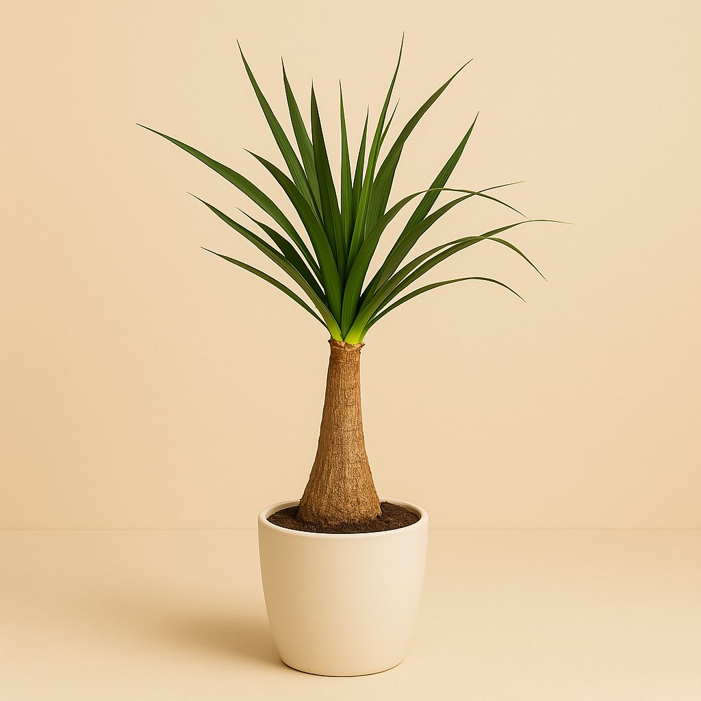 Yucca - 120cm in einem modernen Studio mit modernem Topf