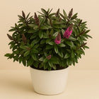 Hebe Hebedonna Kamilla Roze - 30cm in einem modernen Studio mit modernem Topf