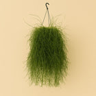 Rhipsalis Cassutha - 60cm in einem modernen Studio mit modernem Topf