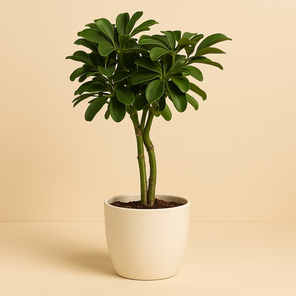 Schefflera Arboricola Nora - 80cm in einem modernen Studio mit modernem Topf