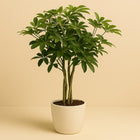 Schefflera Arboricola Nora - 75cm in einem modernen Studio mit modernem Topf