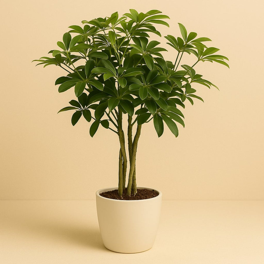 Schefflera Arboricola Nora - 75cm in einem modernen Studio mit modernem Topf