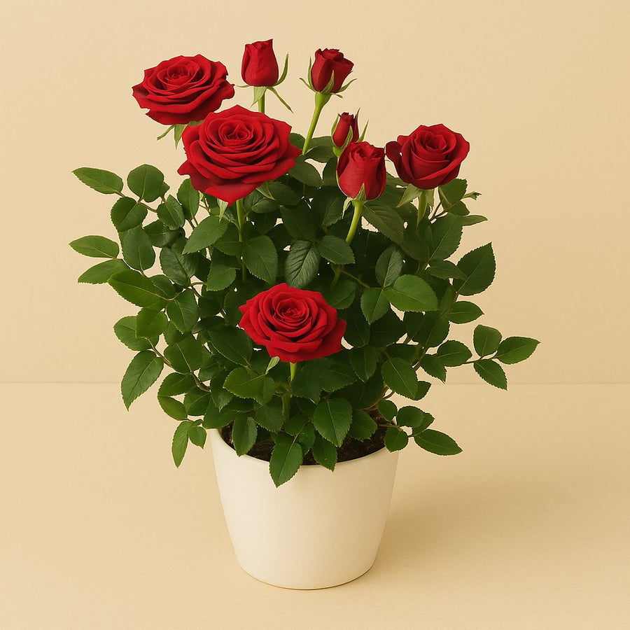 Rosa Red - 29cm in einem modernen Studio mit modernem Topf