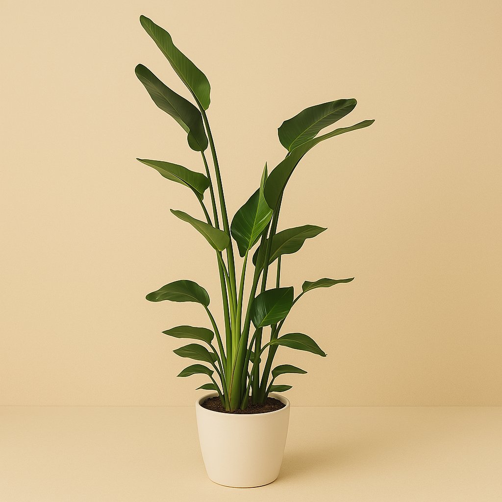 Strelitzia Nicolai - 170cm in einem modernen Studio mit modernem Topf