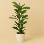 Ficus Cyathistipula - 70cm in einem modernen Studio mit modernem Topf