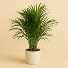 Dypsis Lutescens (Areca Palme) - 100cm in einem modernen Studio mit modernem Topf