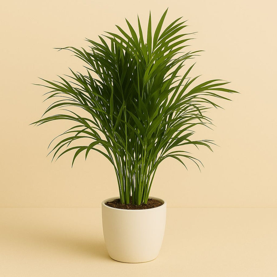 Dypsis Lutescens (Areca Palme) - 100cm in einem modernen Studio mit modernem Topf