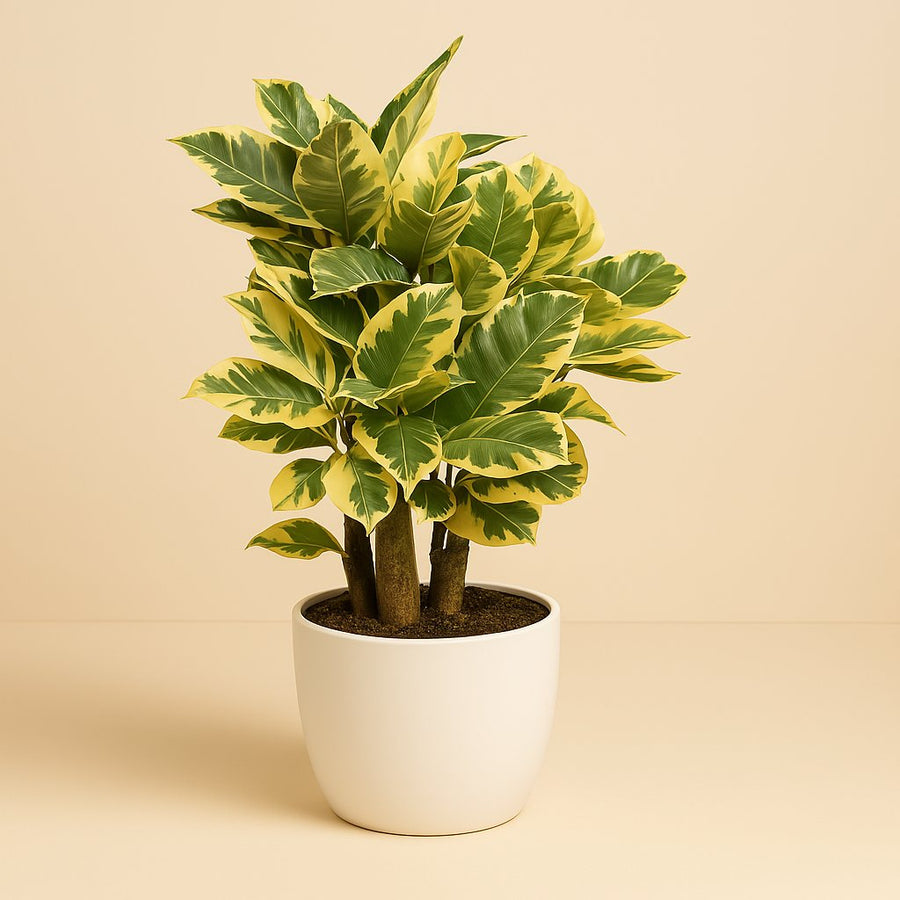 Croton Eberneum - 50cm in einem modernen Studio mit modernem Topf