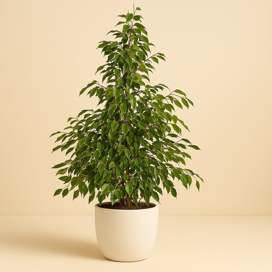 Ficus Benjamina Golden King - 130cm in einem modernen Studio mit modernem Topf