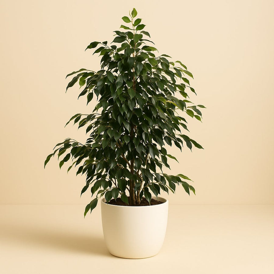Ficus Benjamina Danielle - 140cm in einem modernen Studio mit modernem Topf