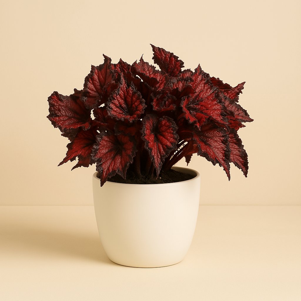 Begonia Inca Night - 35cm in einem modernen Studio mit modernem Topf