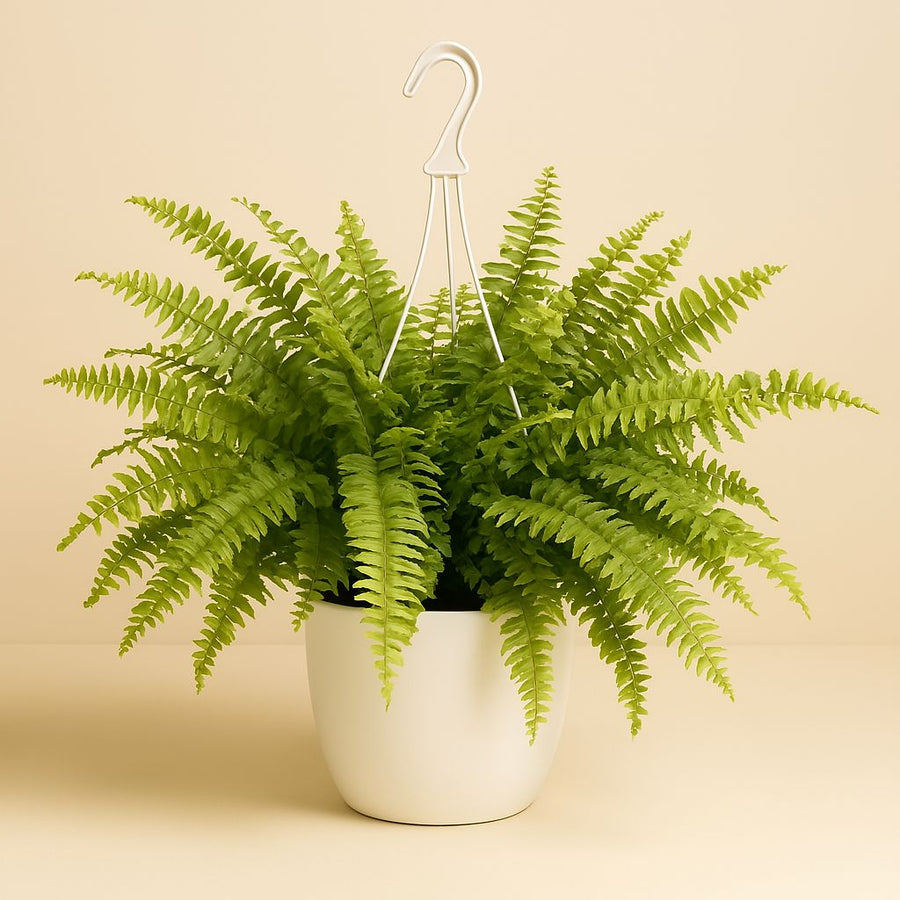 Nephrolepis Tiger Fern - 60cm in einem modernen Studio mit modernem Topf
