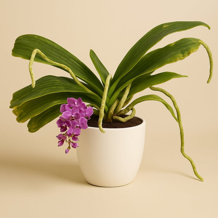 Rynchostylis - 15cm in einem modernen Studio mit modernem Topf