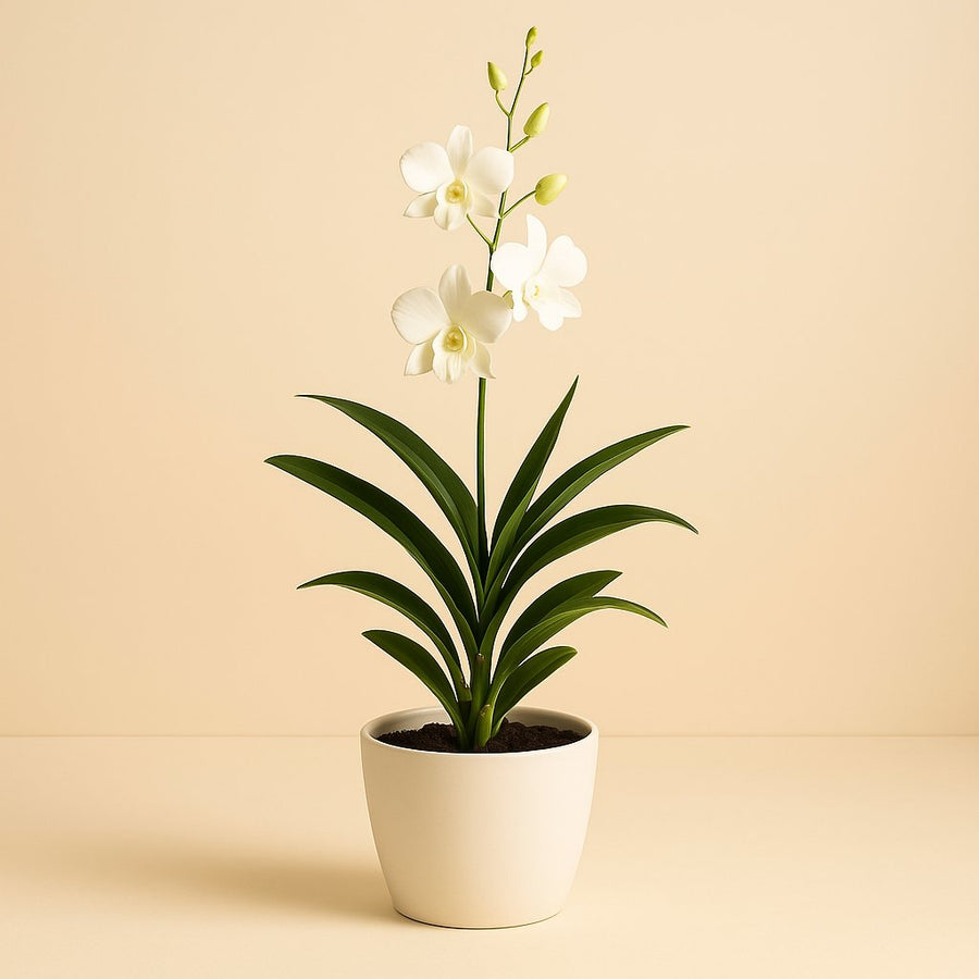 Dendrobium - 70cm in einem modernen Studio mit modernem Topf