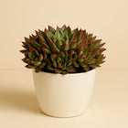 Echeveria Pulvinata - 20cm in einem modernen Studio mit modernem Topf