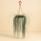 Rhipsalis Flocosa - 60cm in einem modernen Studio mit modernem Topf