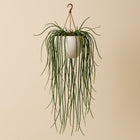 Lepismium Cruciforme - 100cm in einem modernen Studio mit modernem Topf