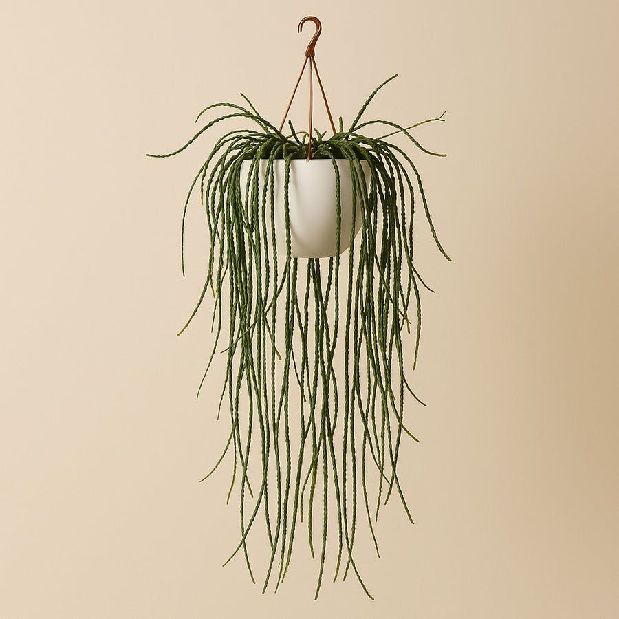 Lepismium Cruciforme - 100cm in einem modernen Studio mit modernem Topf