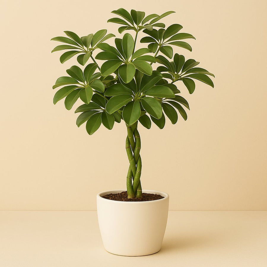 Schefflera Compacta Nora - 90cm in einem modernen Studio mit modernem Topf