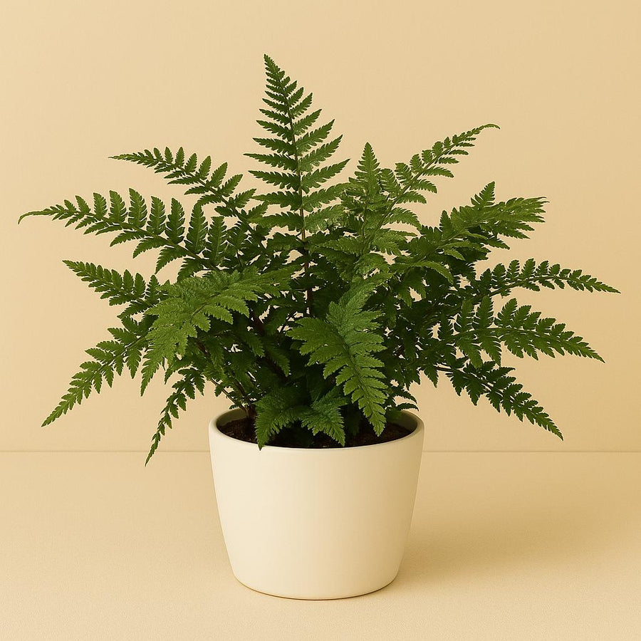 Polystichum Polyblepharum Jade - 50cm in einem modernen Studio mit modernem Topf