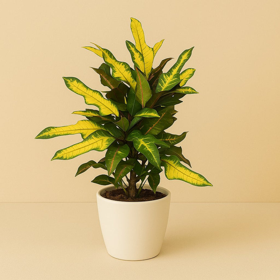 Croton Wilma - 50cm in einem modernen Studio mit modernem Topf