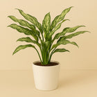 Aglaonema Stripes - 40cm in einem modernen Studio mit modernem Topf