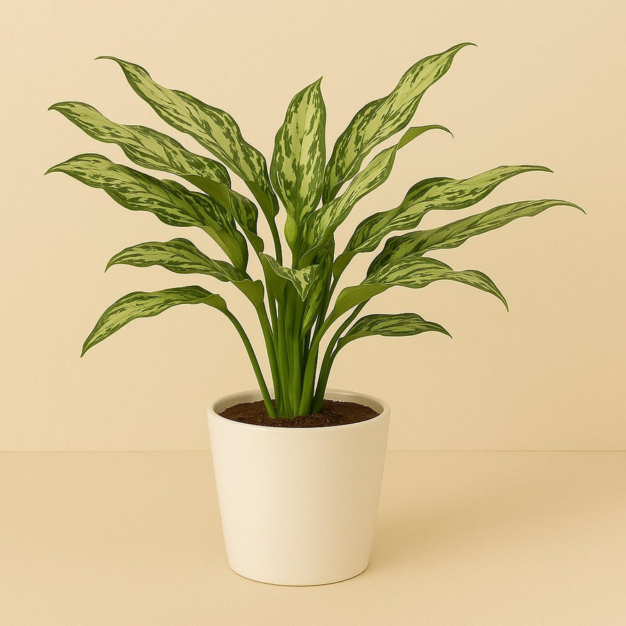 Aglaonema Stripes - 40cm in einem modernen Studio mit modernem Topf