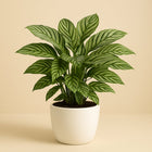 Aglaonema Stripes - 60cm in einem modernen Studio mit modernem Topf