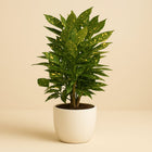 Croton Gold Dust - 50cm in einem modernen Studio mit modernem Topf