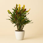 Croton Mammi - 50cm in einem modernen Studio mit modernem Topf