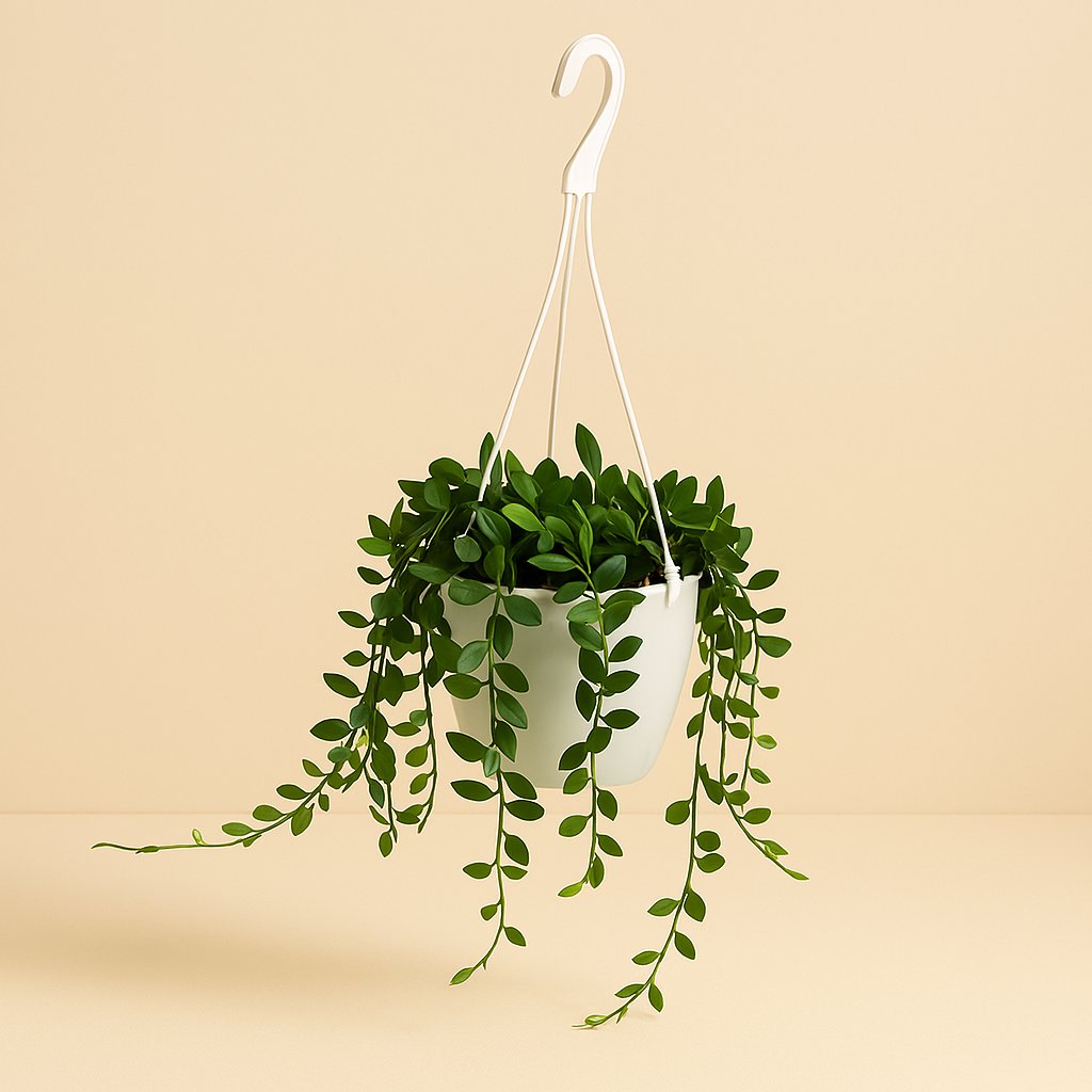 Senecio Herreianus - 25cm in einem modernen Studio mit modernem Topf