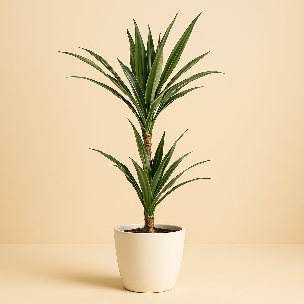 Dracaena Warneckei - 65cm in einem modernen Studio mit modernem Topf