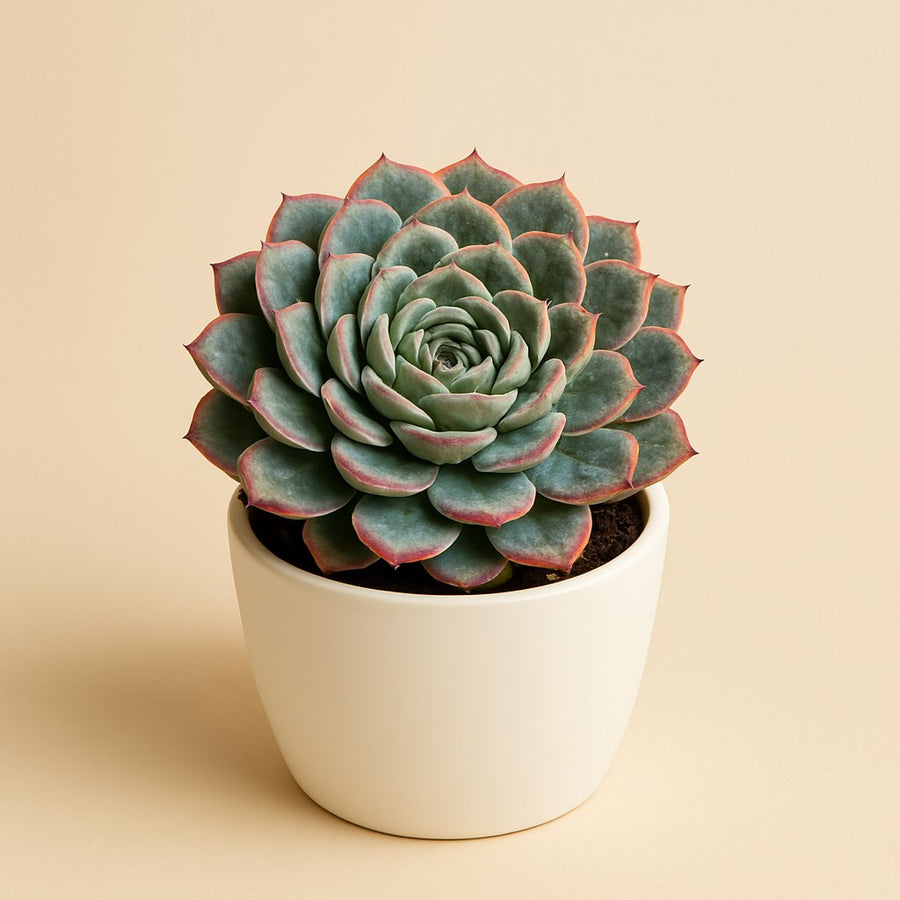 Echeveria Elegans - 15cm in einem modernen Studio mit modernem Topf