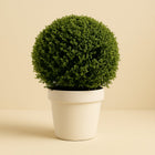 Ilex Crenata Ball - 70cm in einem modernen Studio mit modernem Topf