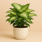 Syngonium Arrow - 25cm in einem modernen Studio mit modernem Topf