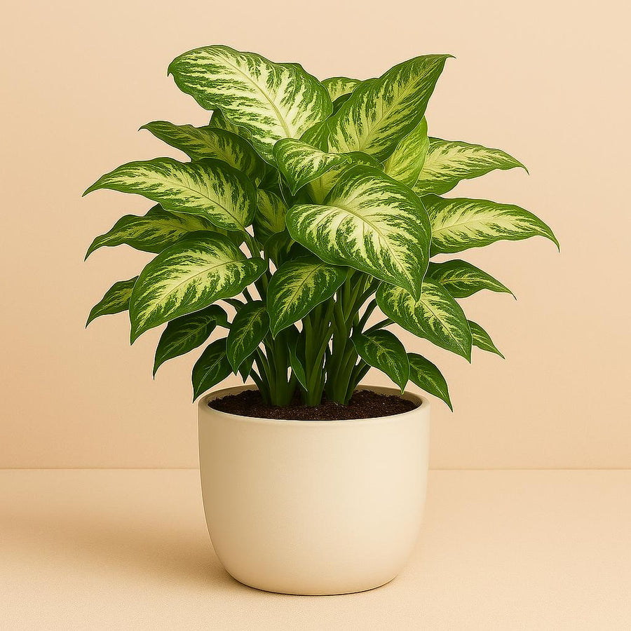 Syngonium Arrow - 25cm in einem modernen Studio mit modernem Topf