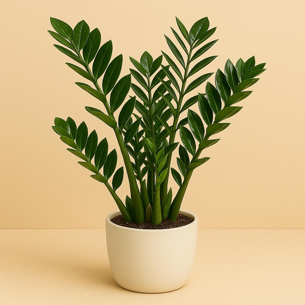 Zamioculcas Zamiifolia - 110cm in einem modernen Studio mit modernem Topf