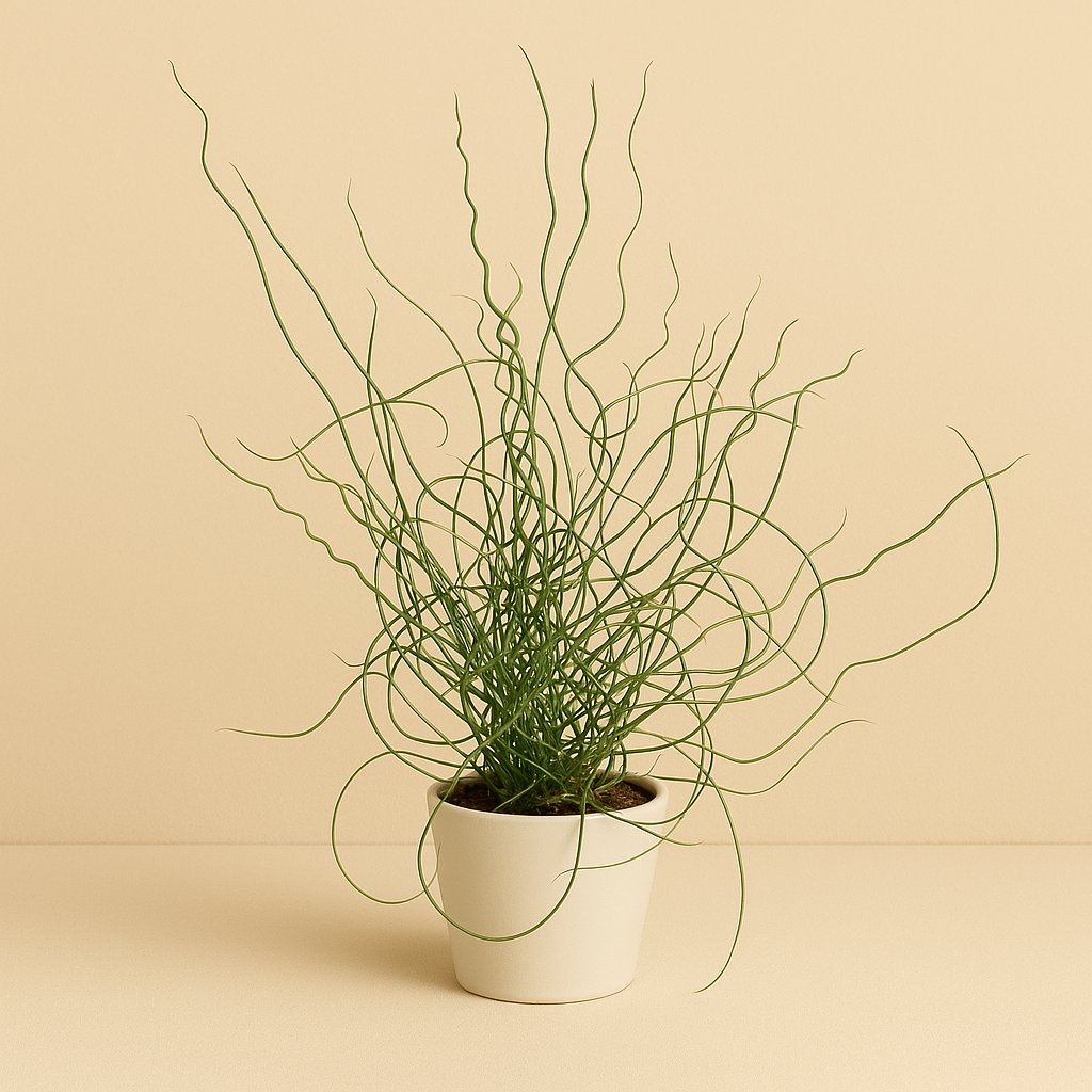 Juncus Effusus Spiralis - 30cm in einem modernen Studio mit modernem Topf