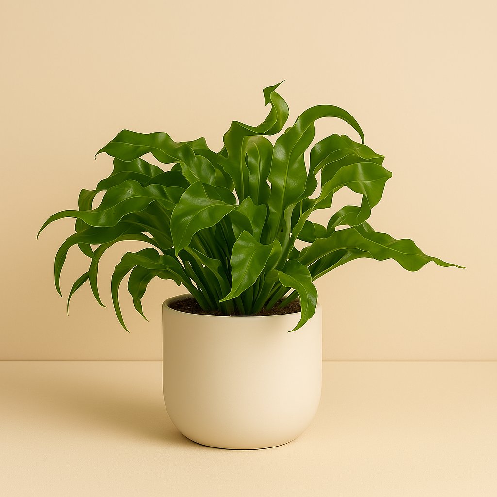 Asplenium Hurricane - 30cm in einem modernen Studio mit modernem Topf