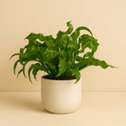 Asplenium Hurricane - 30cm in einem modernen Studio mit modernem Topf