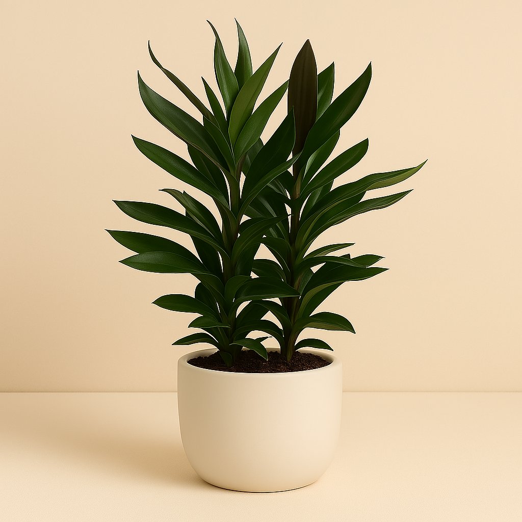 Cordyline Glauca - 60cm in einem modernen Studio mit modernem Topf