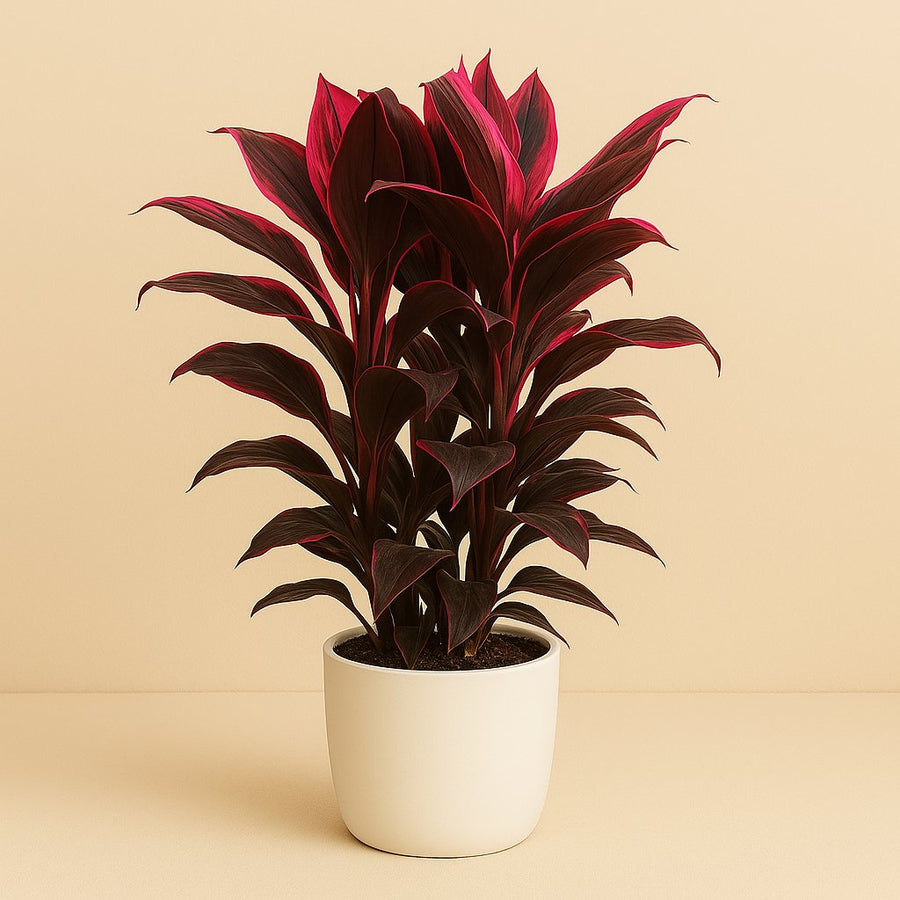 Cordyline Mambo - 55cm in einem modernen Studio mit modernem Topf