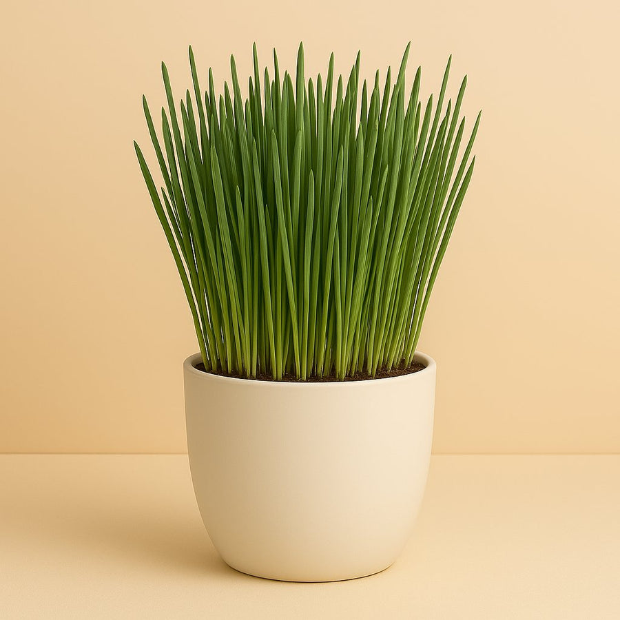 Katzengras - 10cm in einem modernen Studio mit modernem Topf