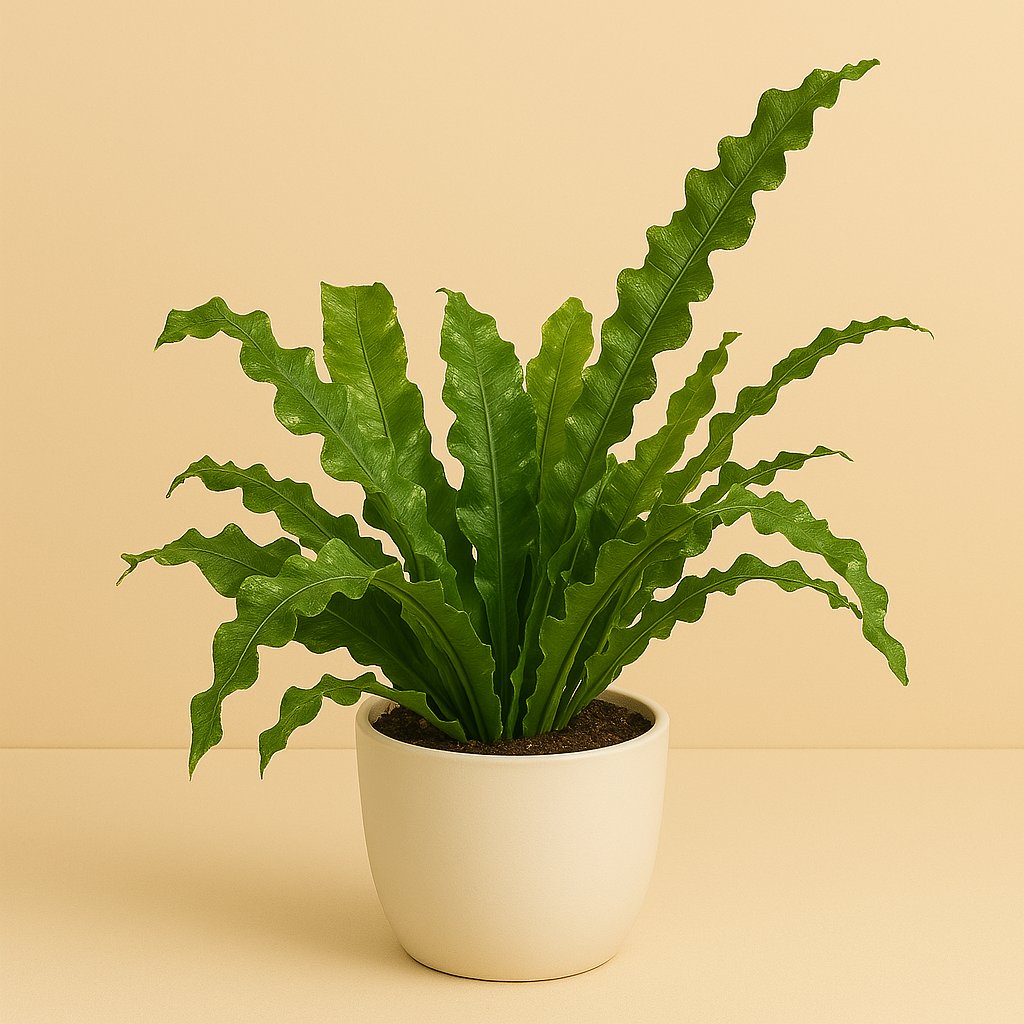 Microsorum Crocodyllus - 85cm in einem modernen Studio mit modernem Topf